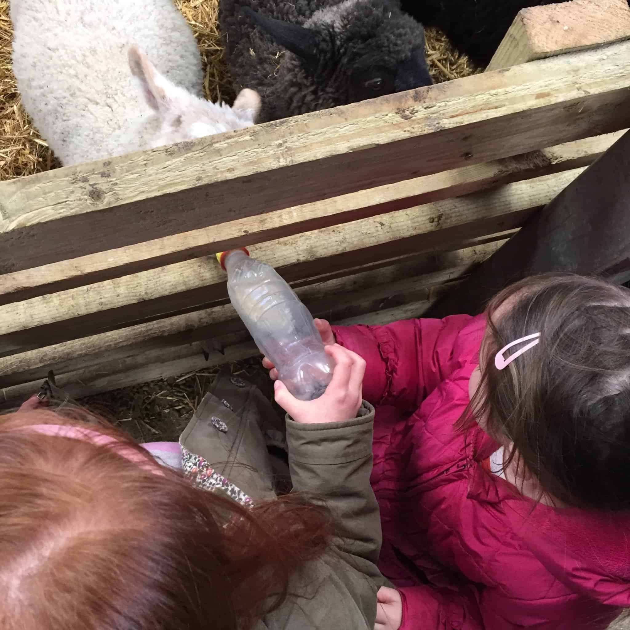 Ava and Thea bottle feeding a goat at Green Dragon Eco Park