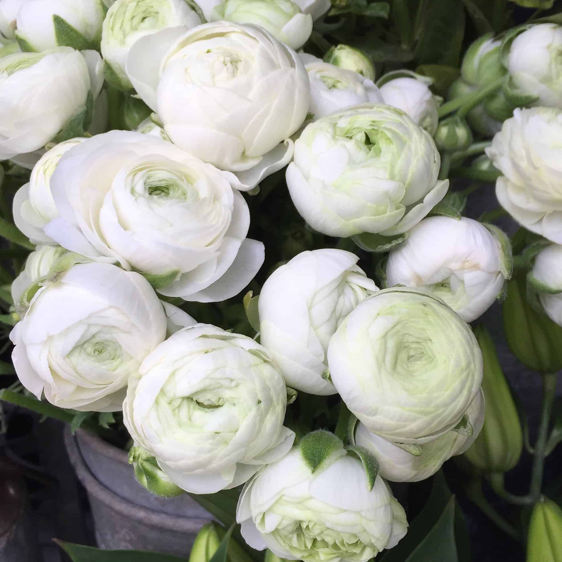 Beautiful white flowers outside Liberty's