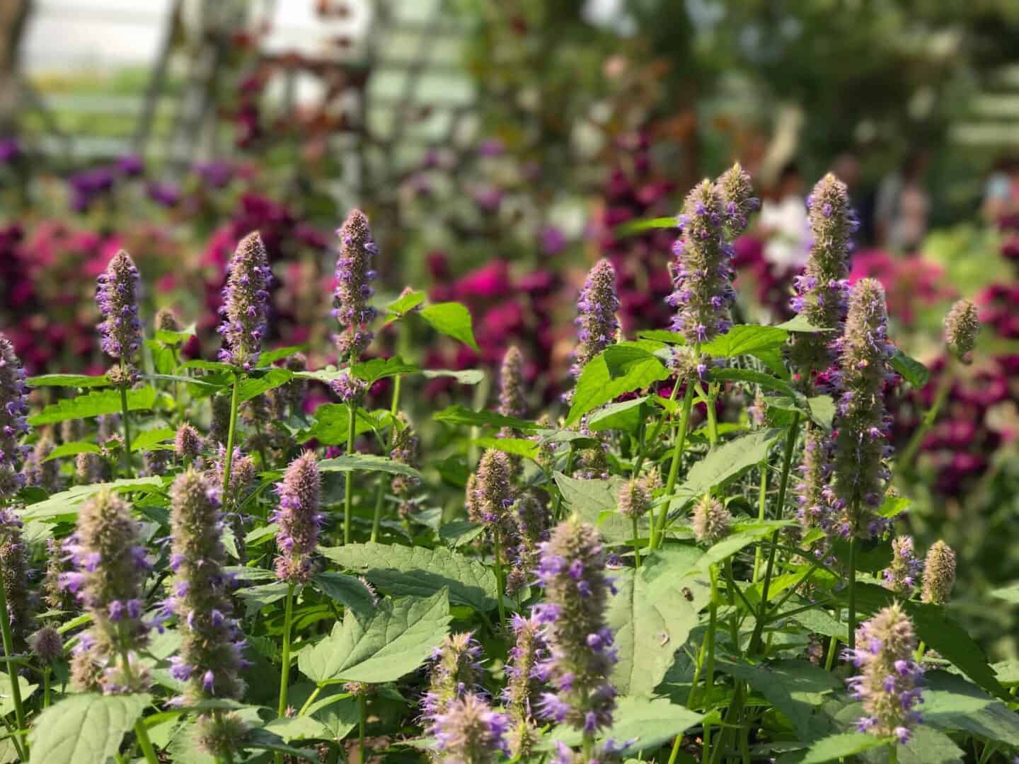 Flowers at The Eden Project