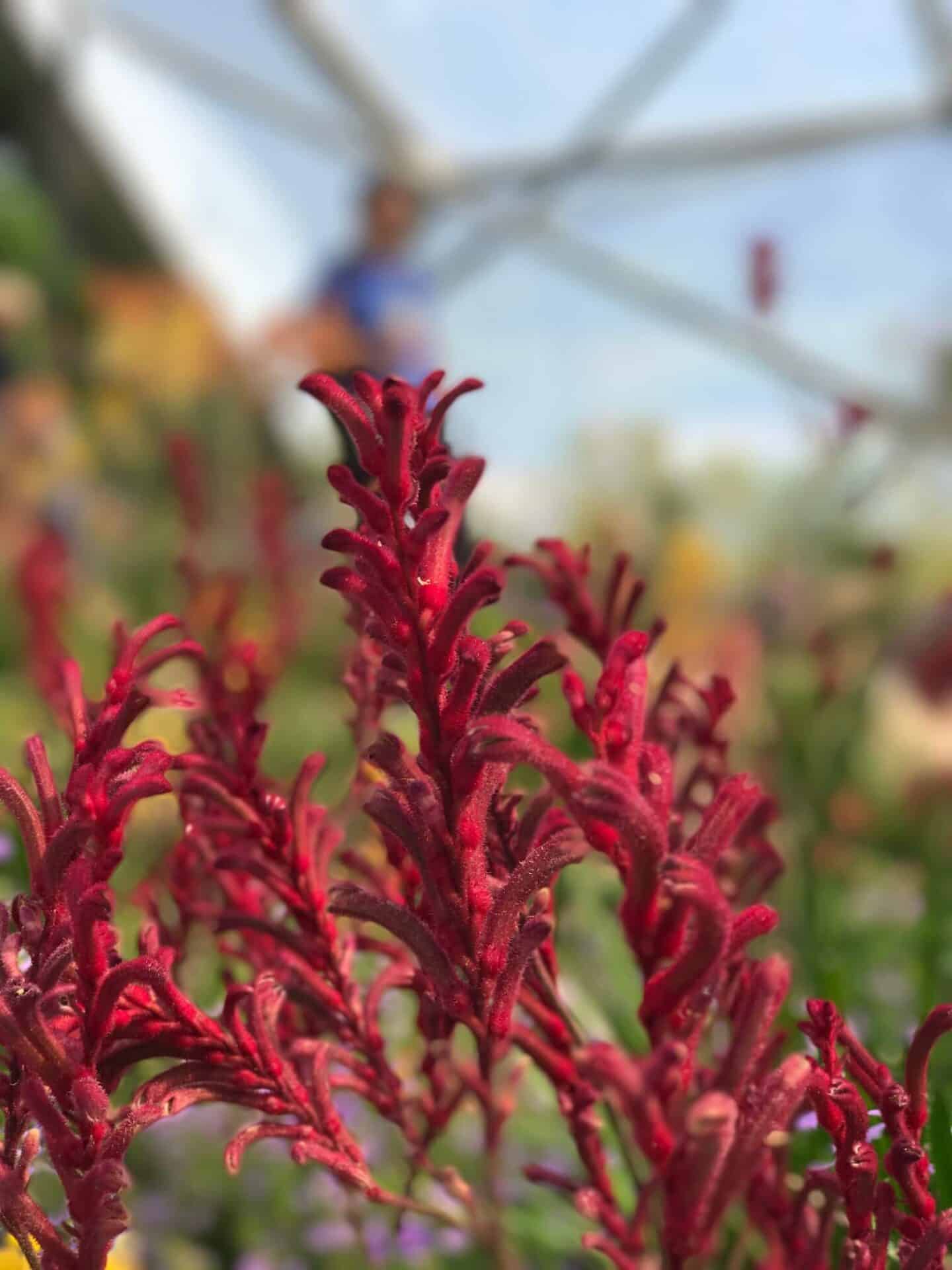 Mediterranean Biome