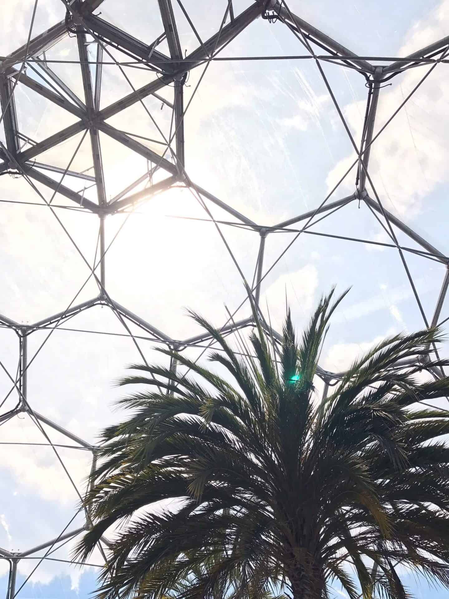 Palm tree in an Eden Project Biome