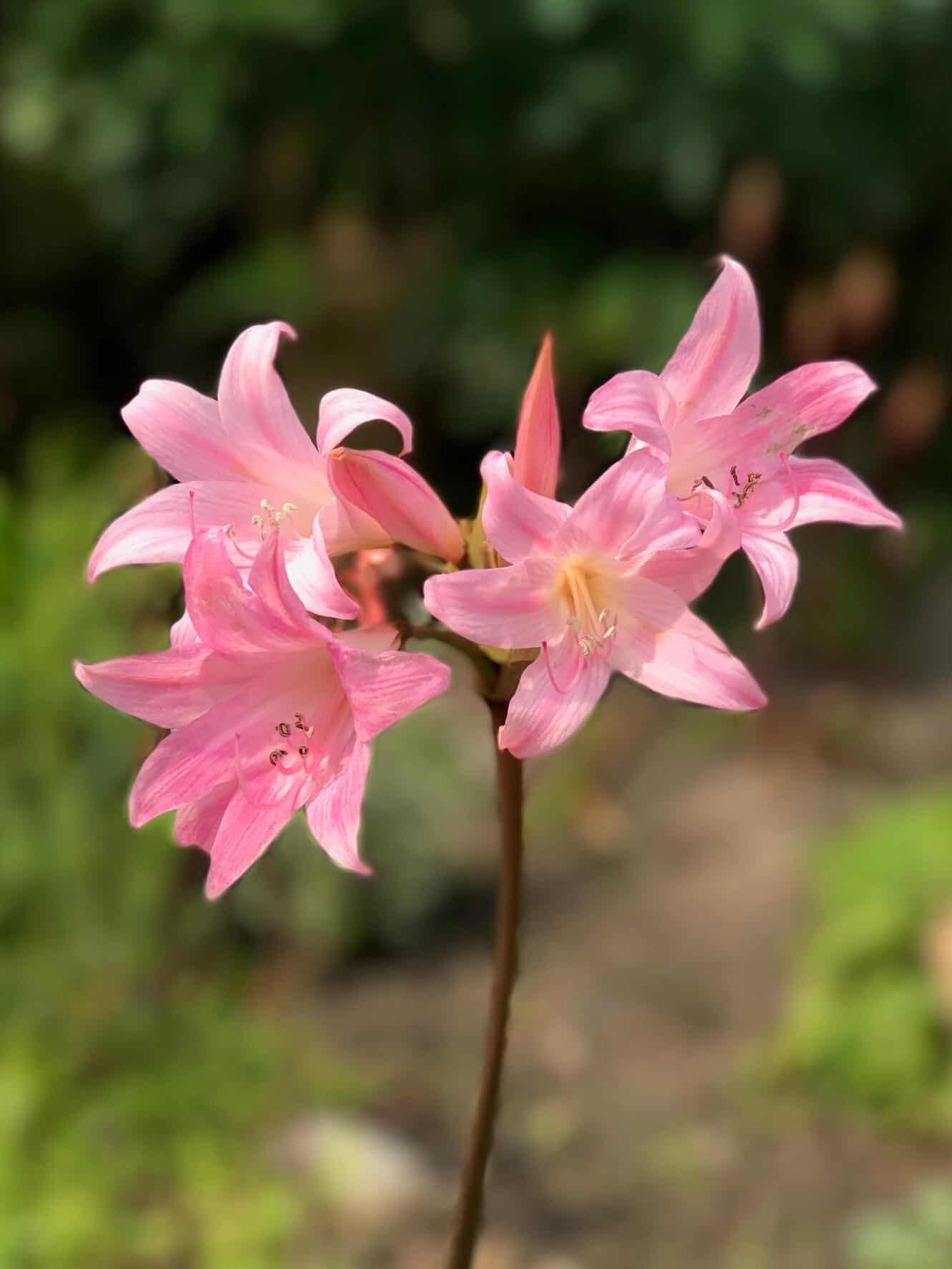 Pink flower