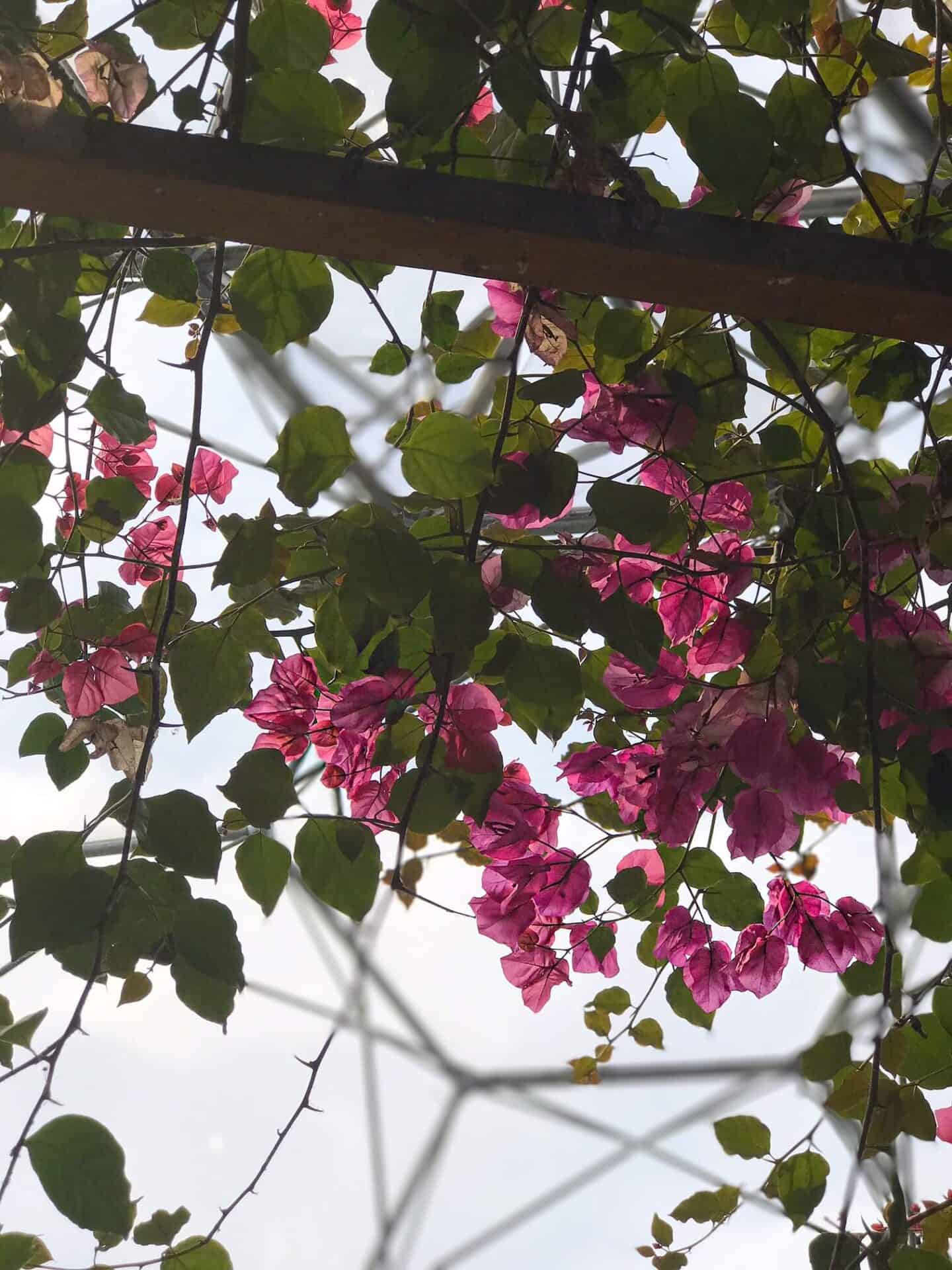 Pink flowers in the Medierranian Biome
