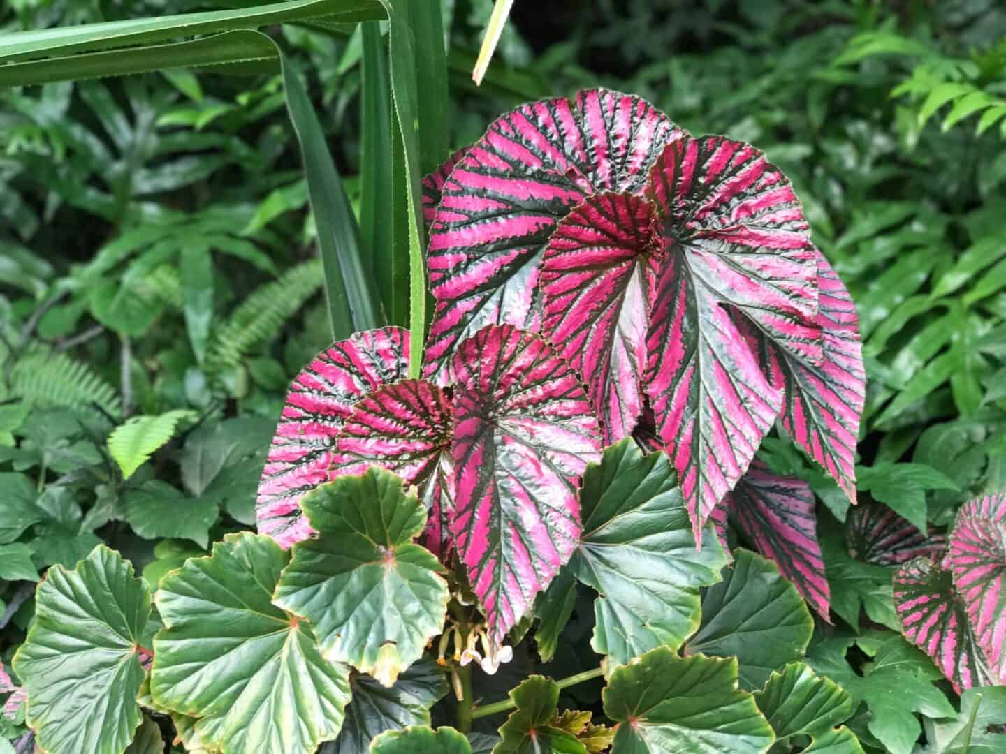 Purple tropical leaves