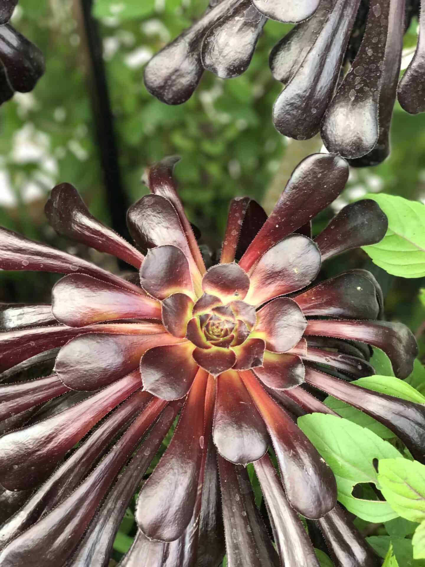 Succulent at The Eden Project