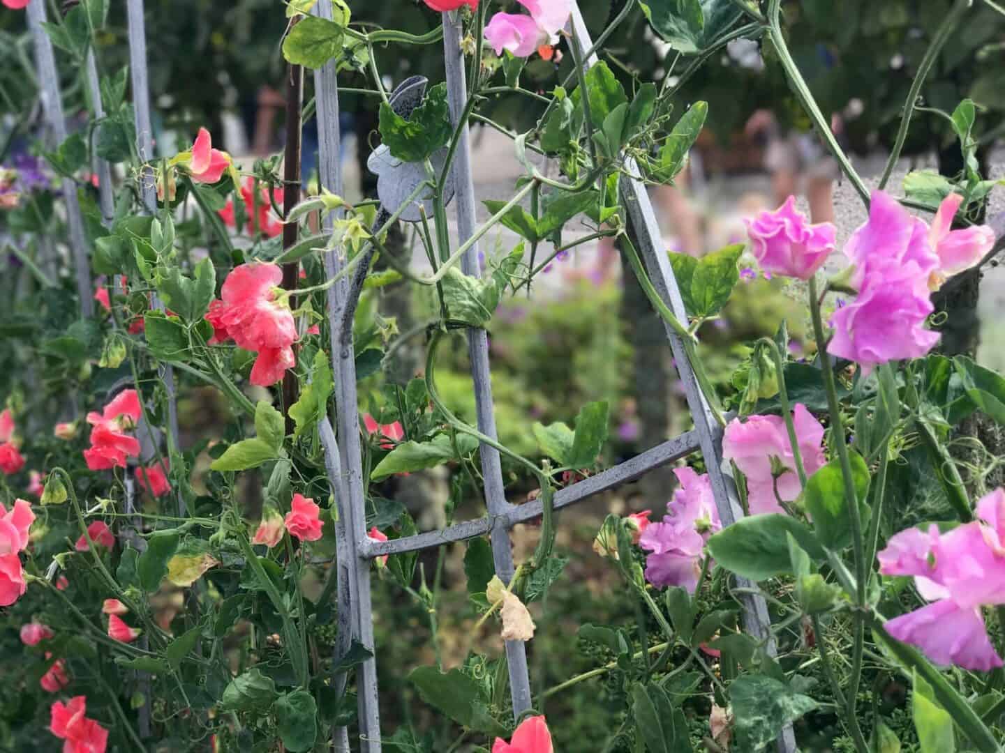 Sweet peas