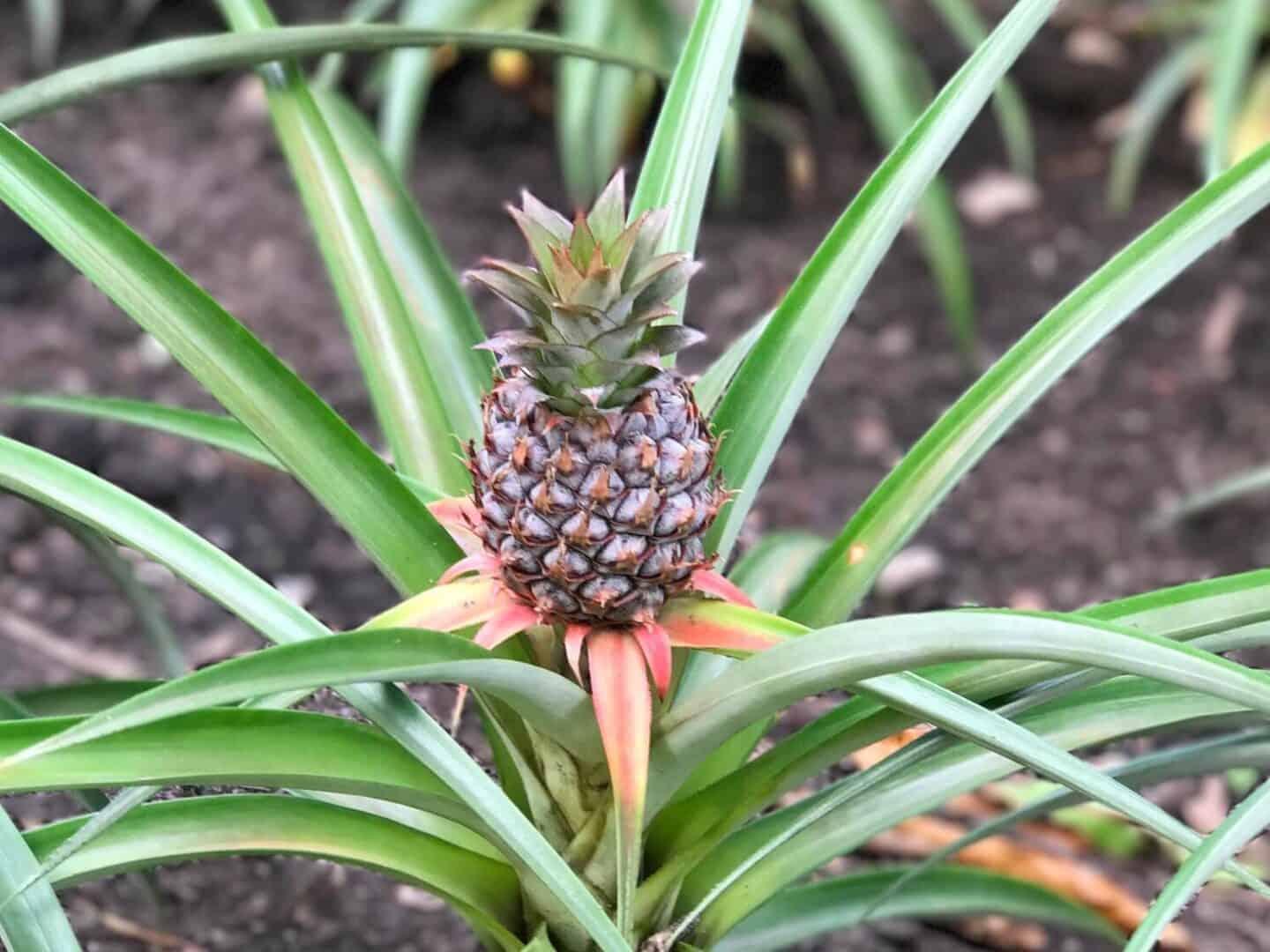 Tiny pineapple