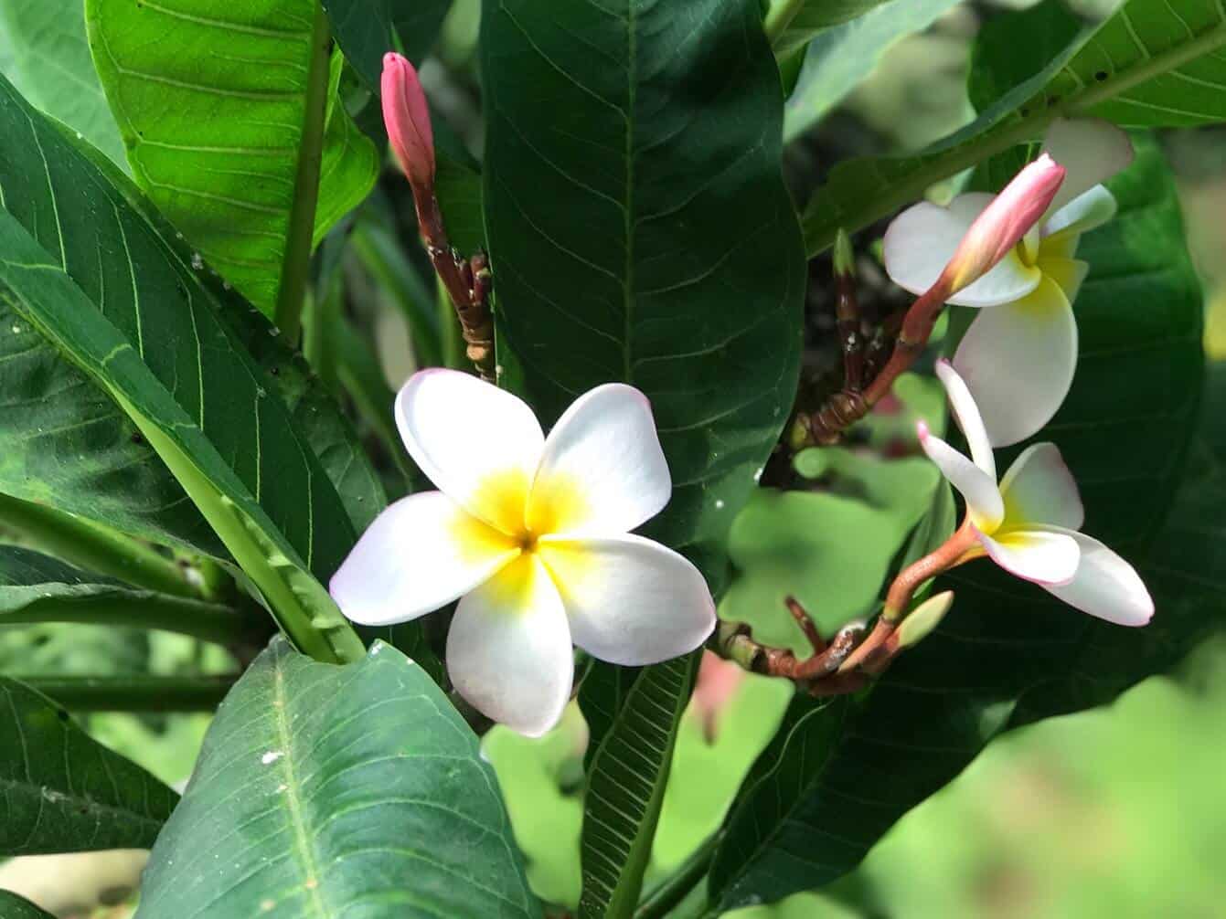 White flower growing