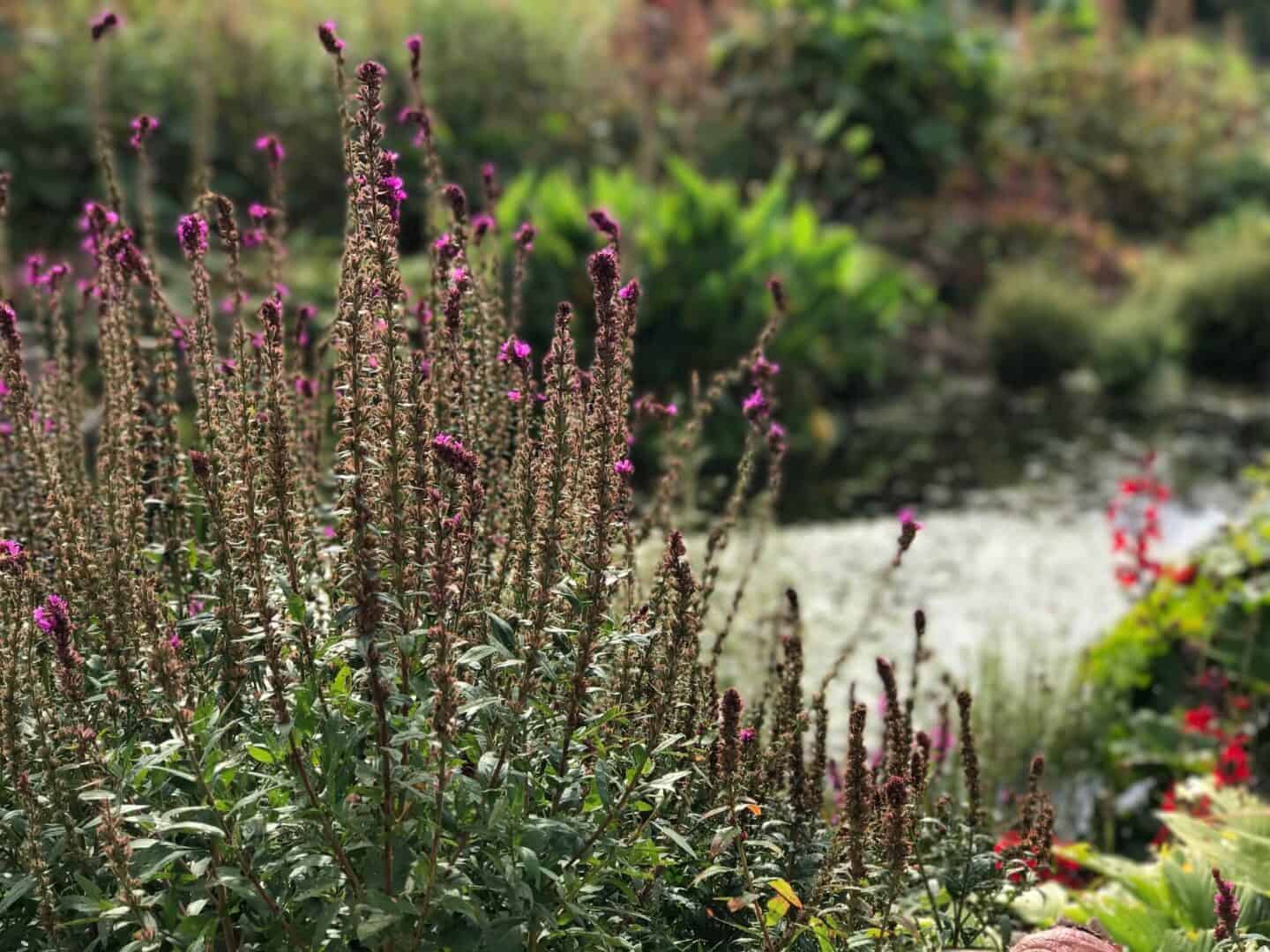Wildflowers