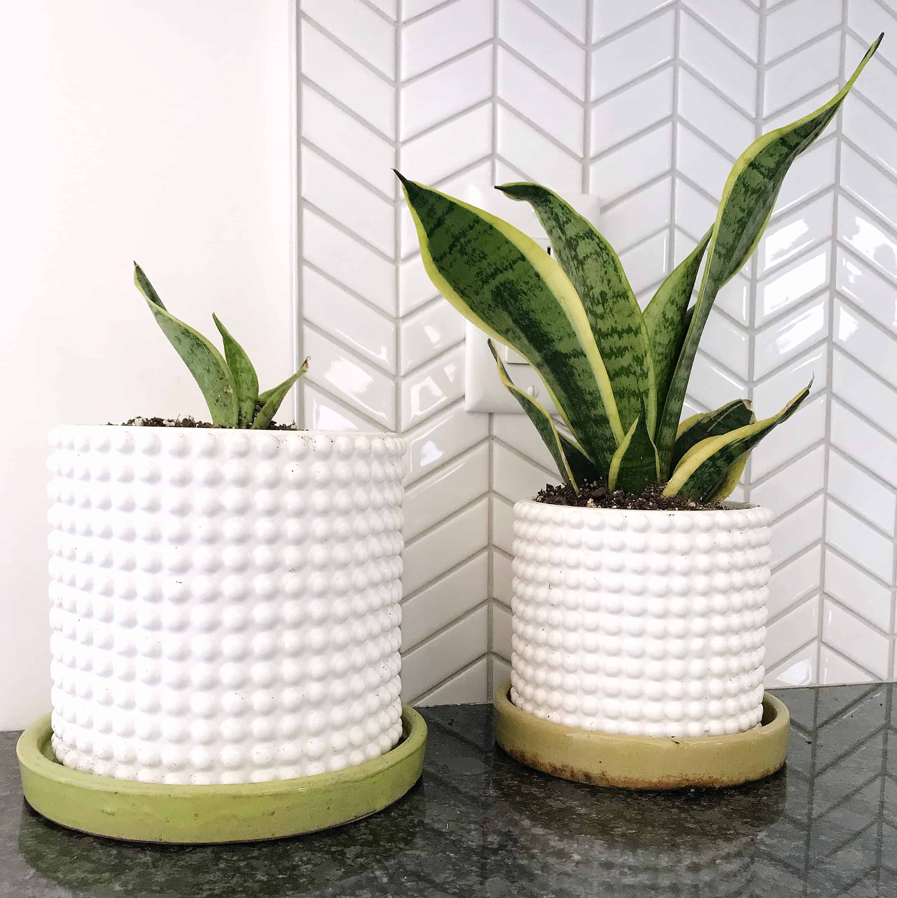 Plants in white textured pots in front of chevron tiles