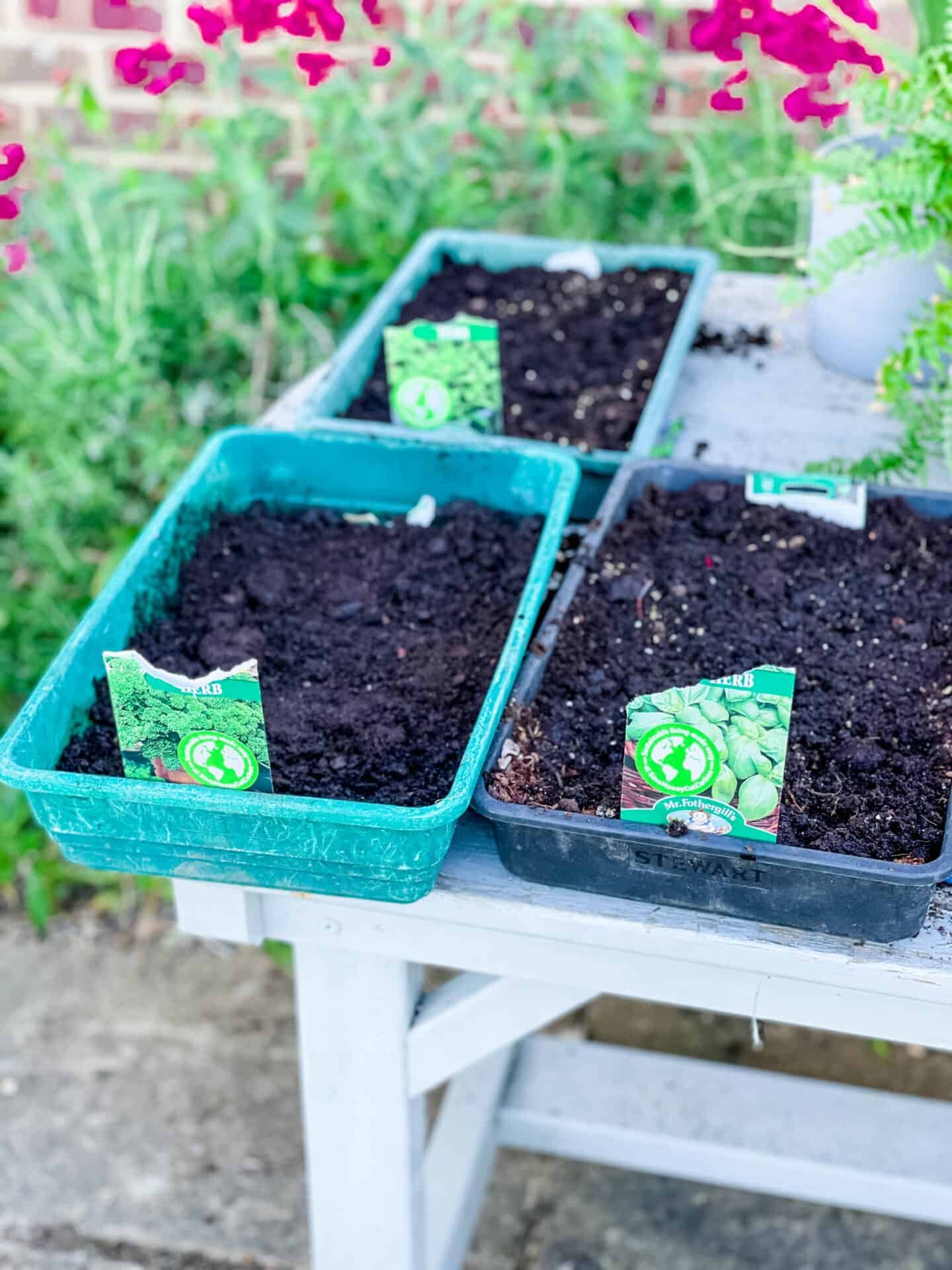 Growing herb seeds in trays
