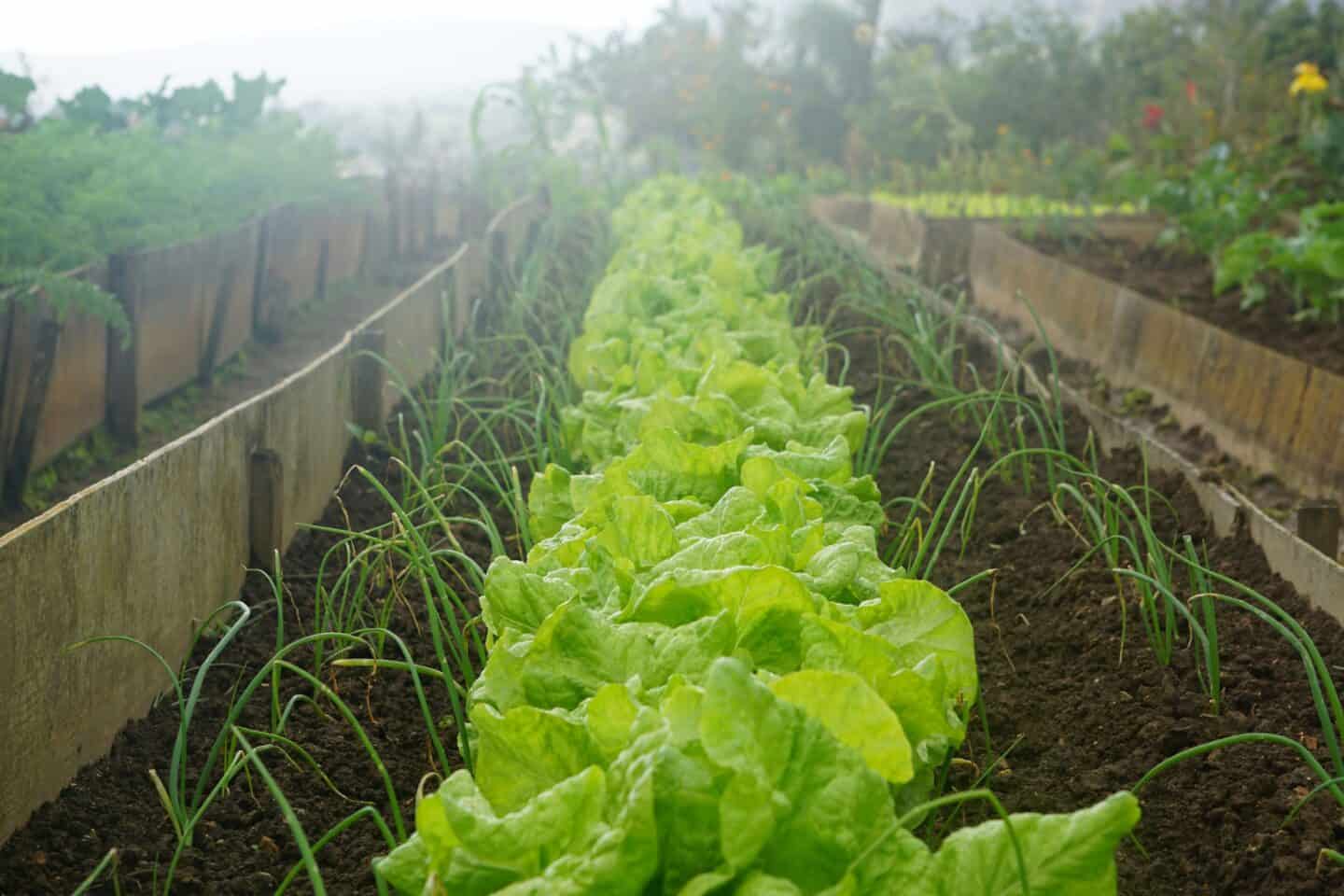 A raised bed full of homegrown vegetables. Photo by Kenan Kitchen