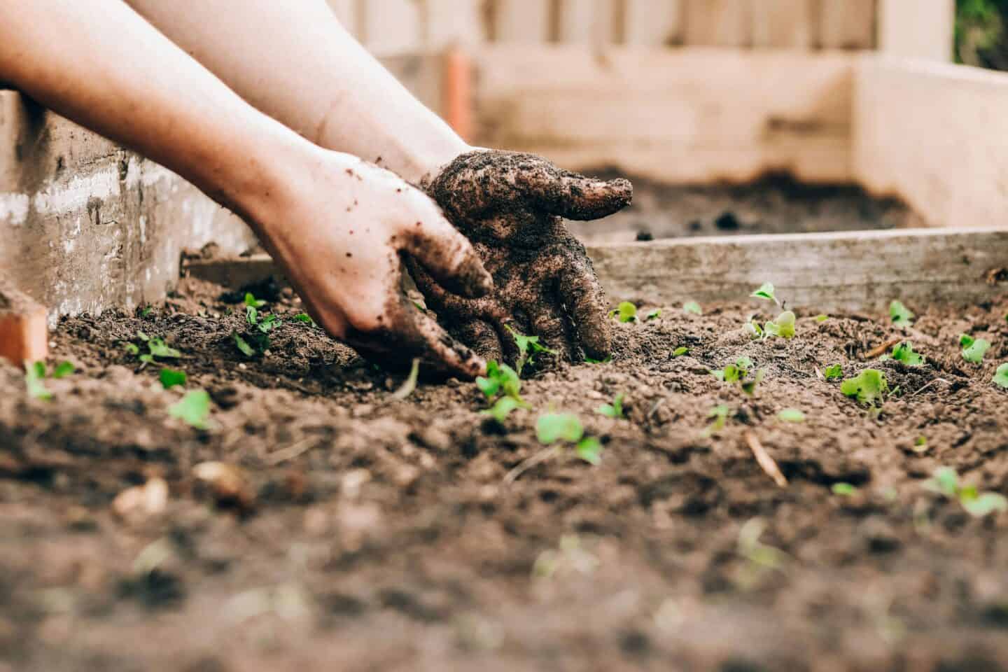 Hands planting seeds, photo by Sandie Clarke