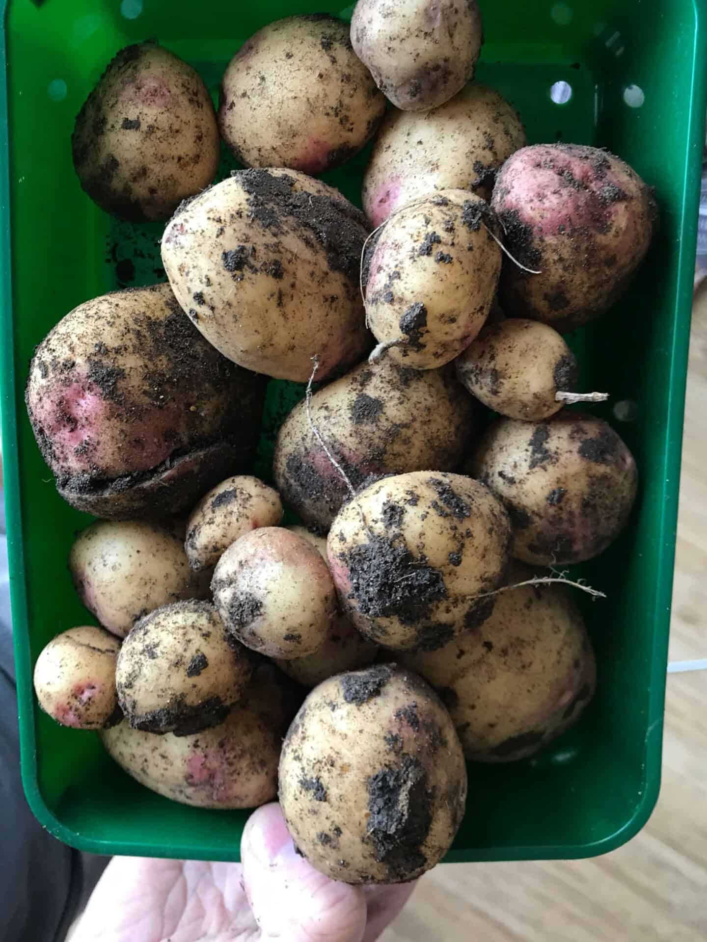 Our crop of home grown potatoes