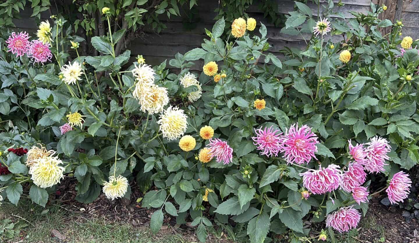 A flower bed full of pink and yellow dahlias